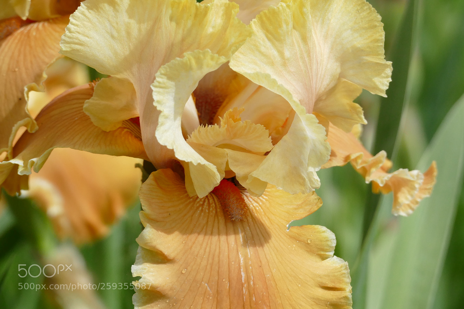 Panasonic Lumix DMC-FZ1000 sample photo. Iris - schwert-lilie photography