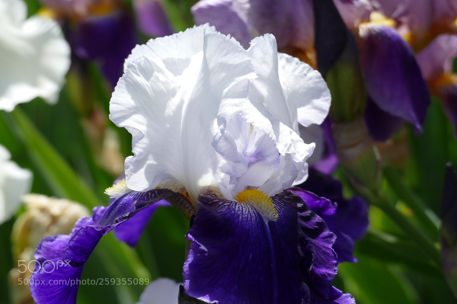 Panasonic Lumix DMC-FZ1000 sample photo. Iris - schwert-lilie photography