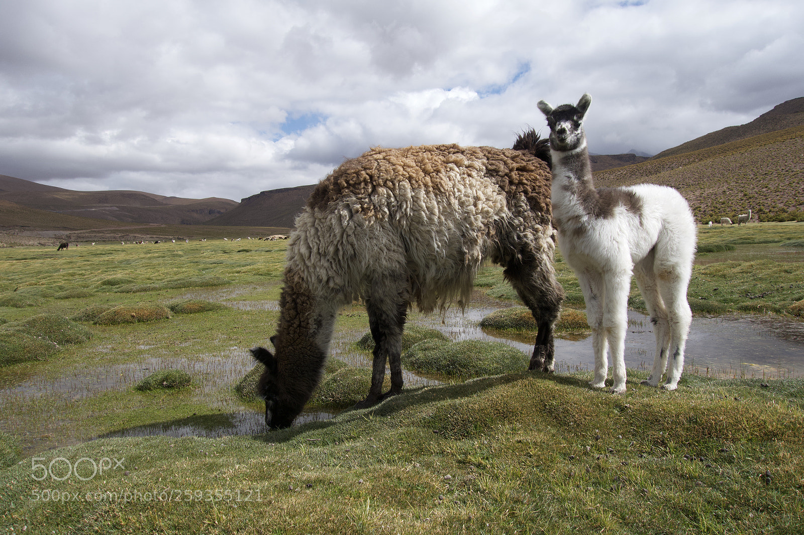 Sony Cyber-shot DSC-RX100 sample photo. Bolivian volcanic highland llamas photography