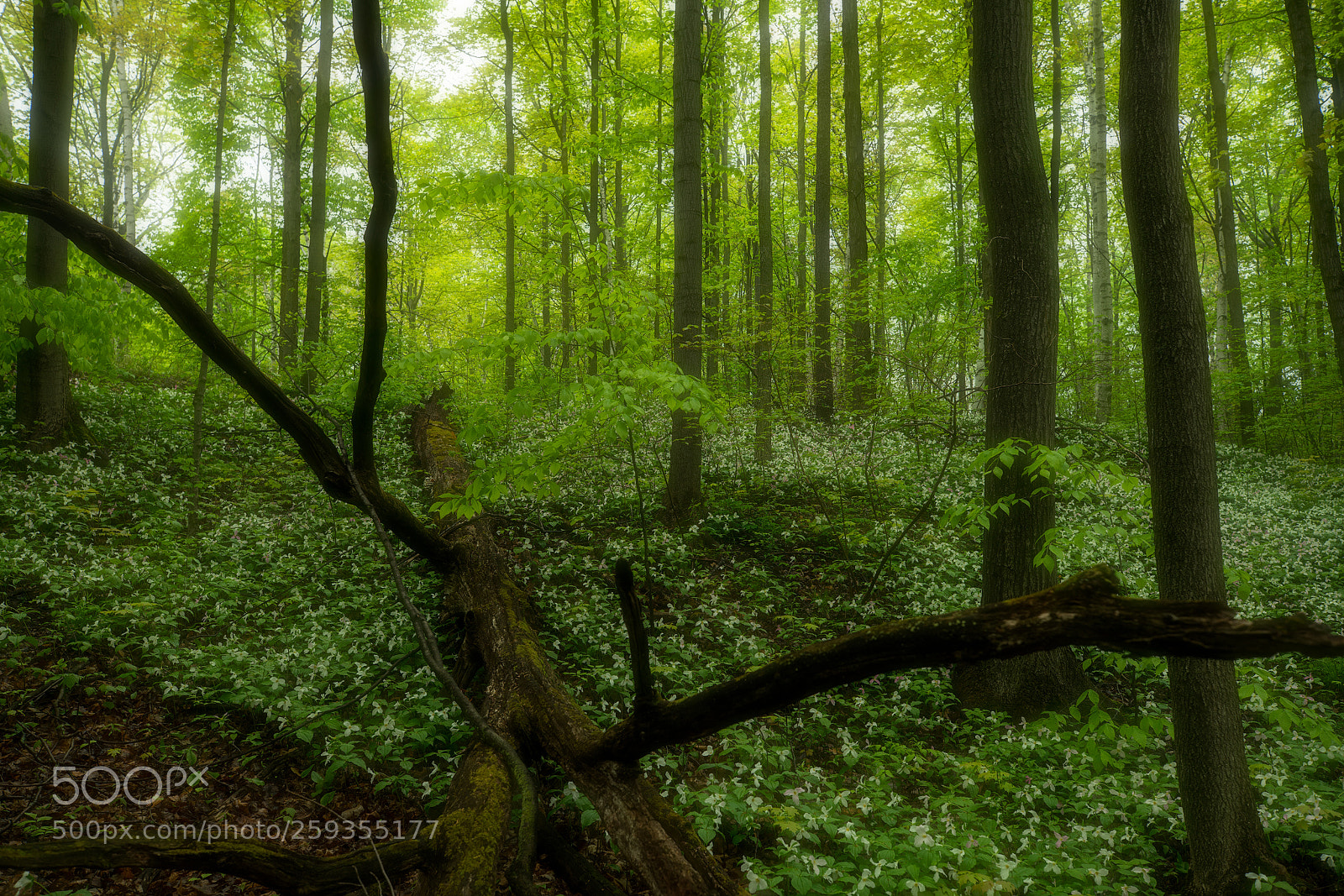 Sony a7R II sample photo. Forest photography