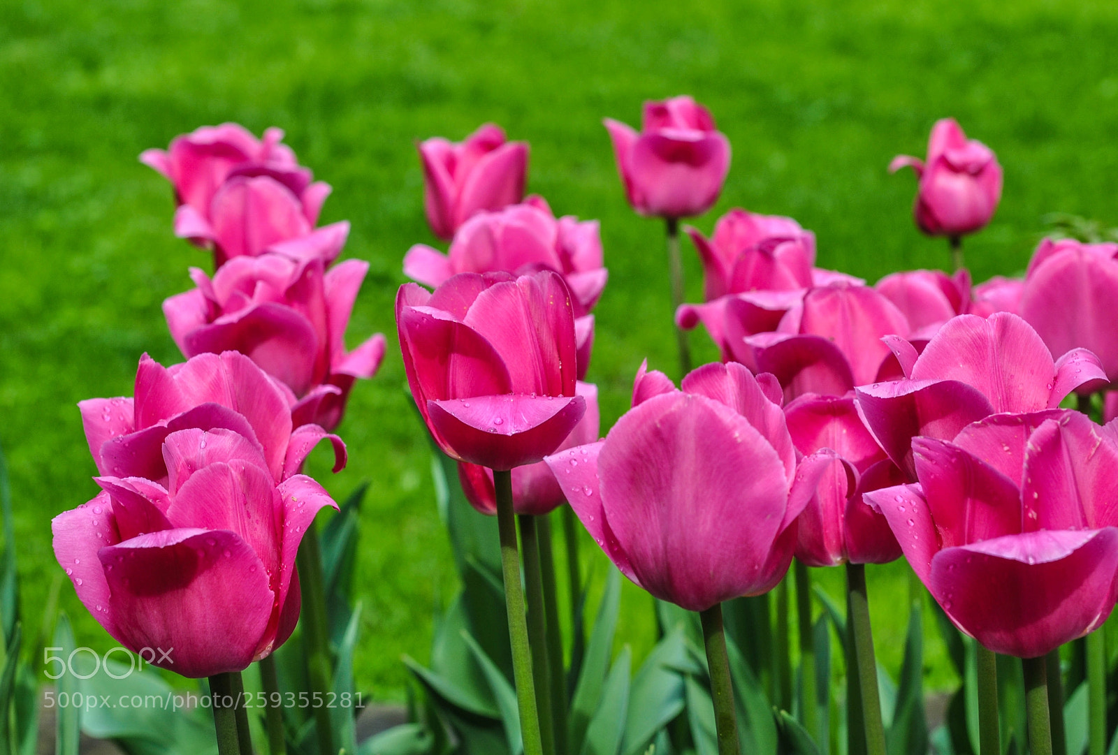 Nikon D5000 sample photo. Spring love photography