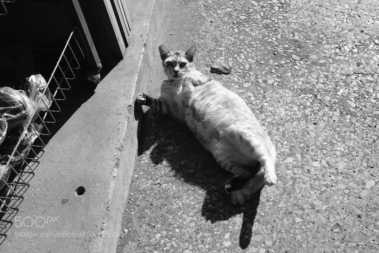 Fujifilm X100F sample photo. Sunny day photography