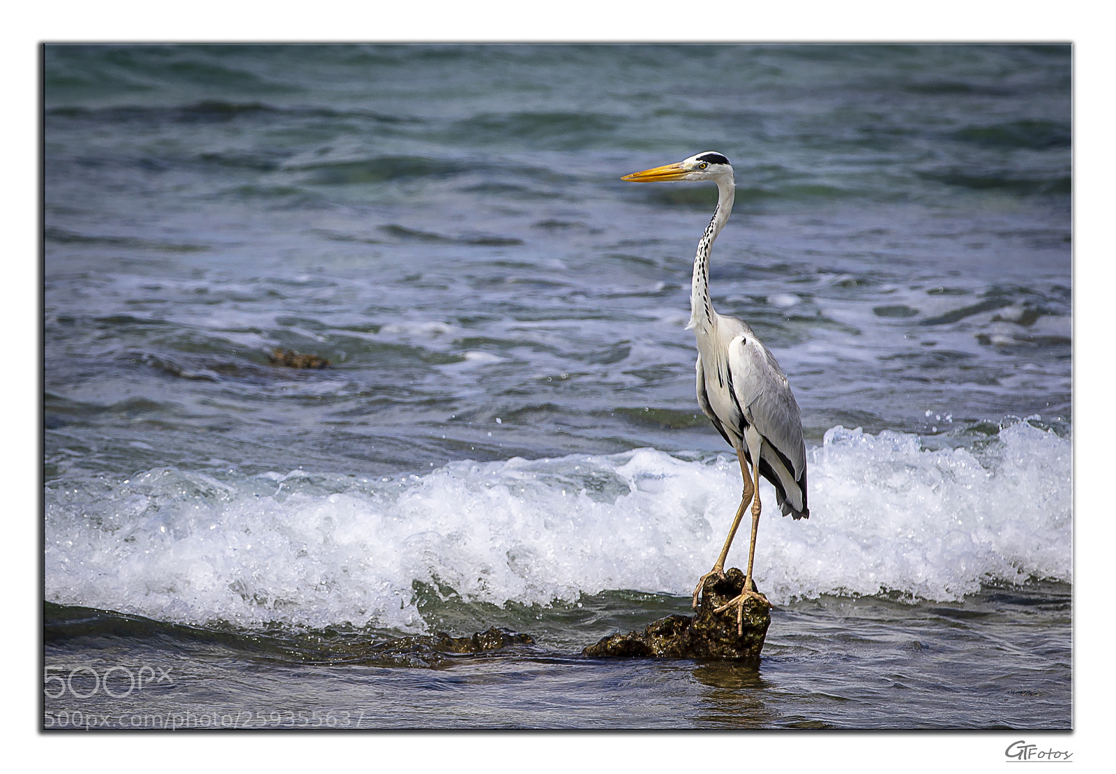 Canon EOS 5D Mark IV sample photo. Reiher photography