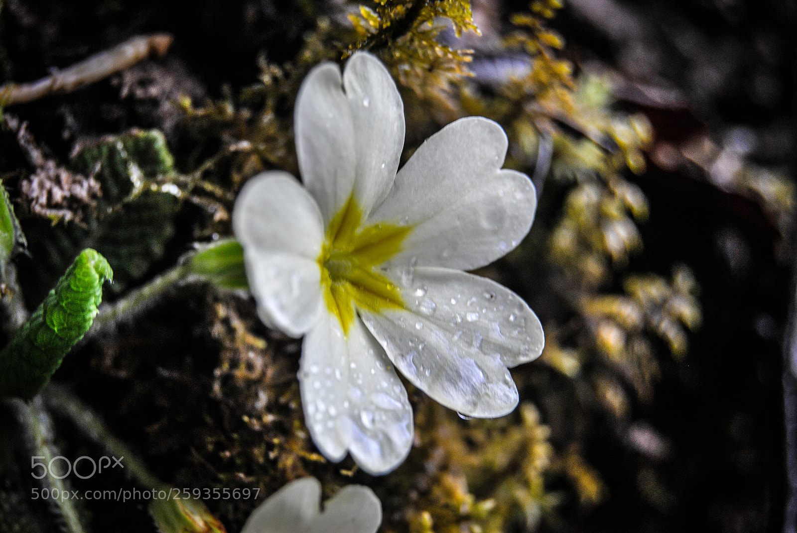 Nikon D3000 sample photo. Wet photography