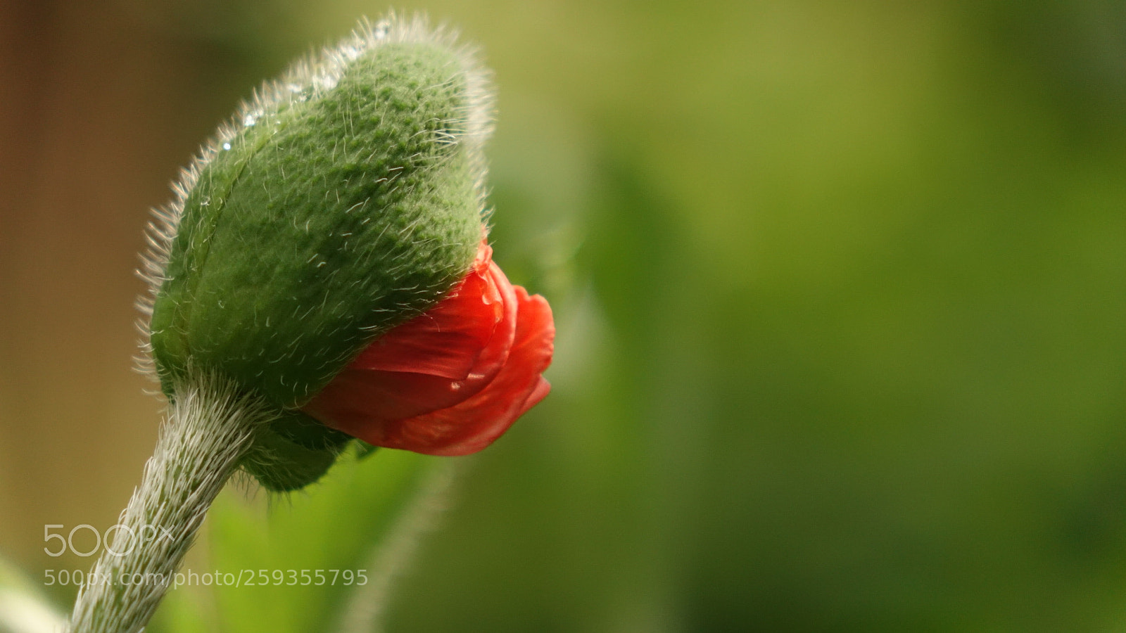 Sony Cyber-shot DSC-RX10 sample photo. Red//green 4 photography