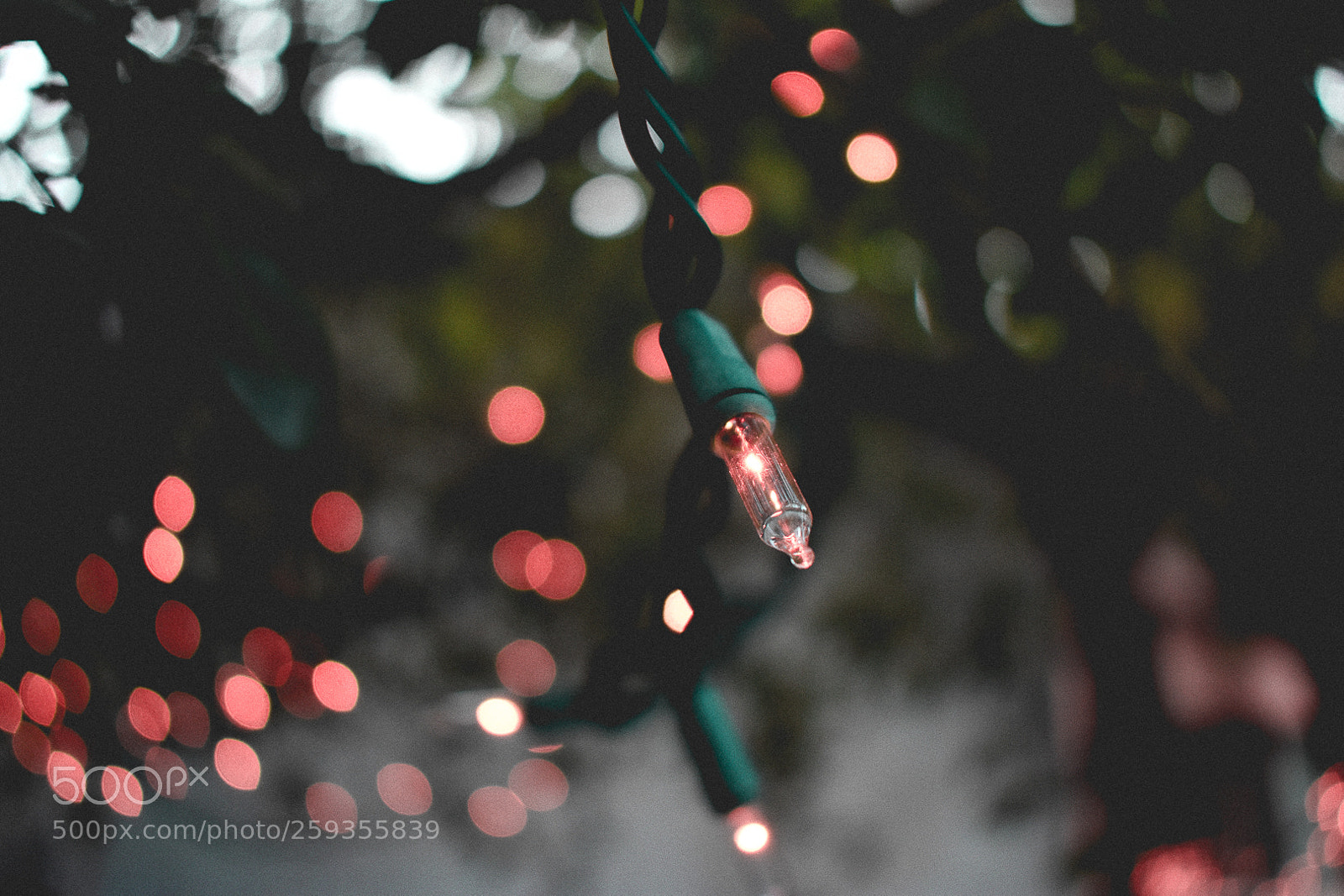 Nikon D3400 sample photo. Sparkle. photography