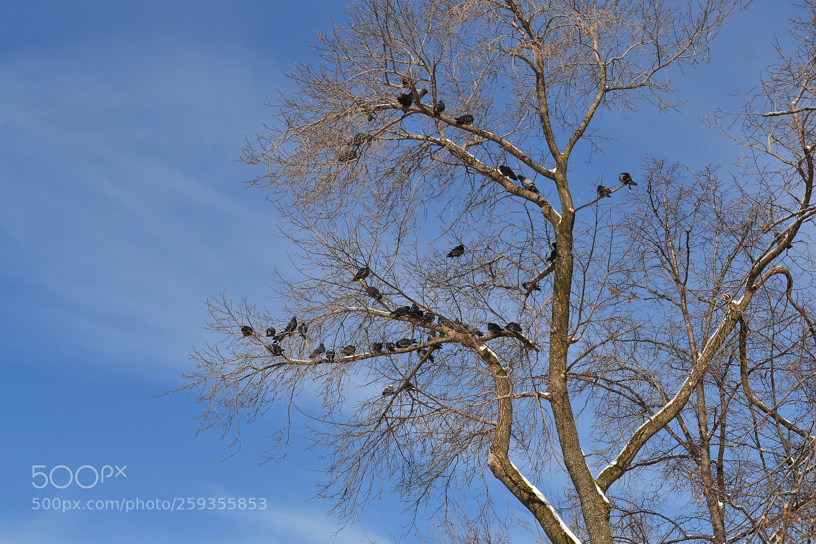 Nikon D3100 sample photo. Spring and pigeons photography