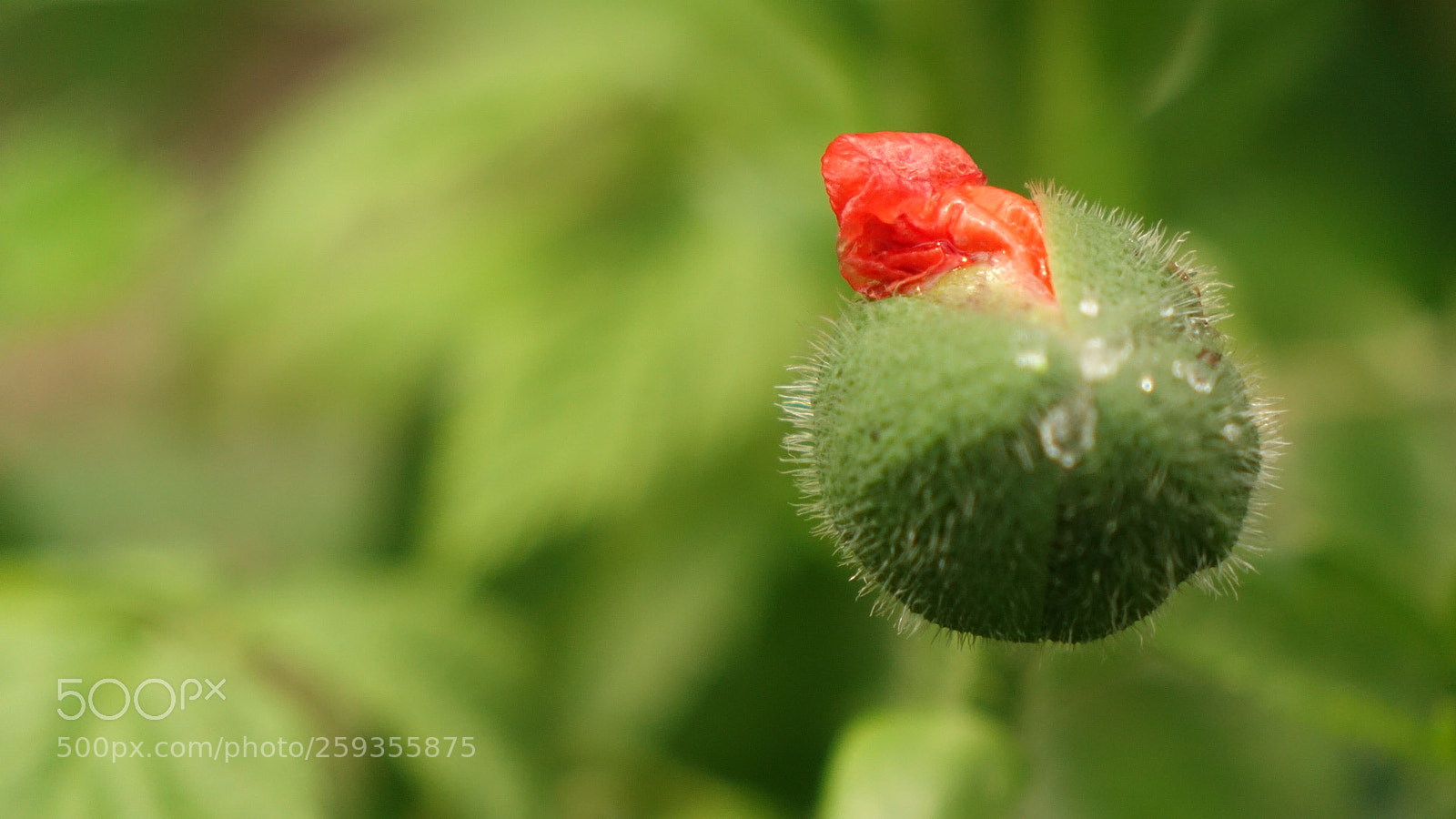 Sony Cyber-shot DSC-RX10 sample photo. Red//green 5 photography