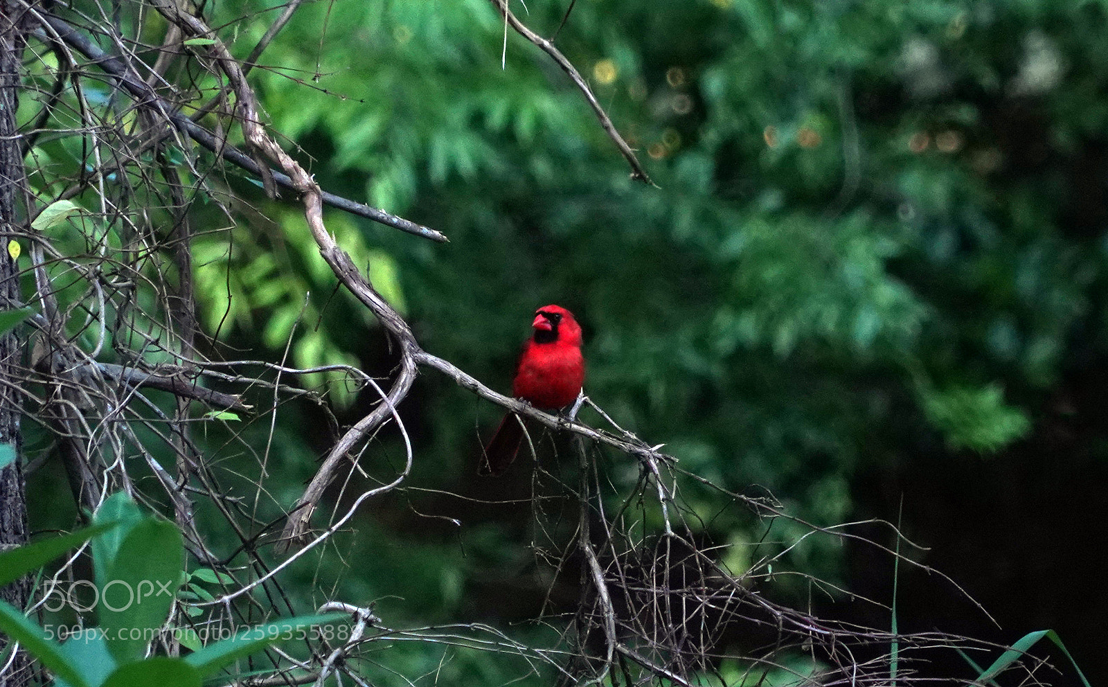 Sony a7R III sample photo. Male cardinal photography