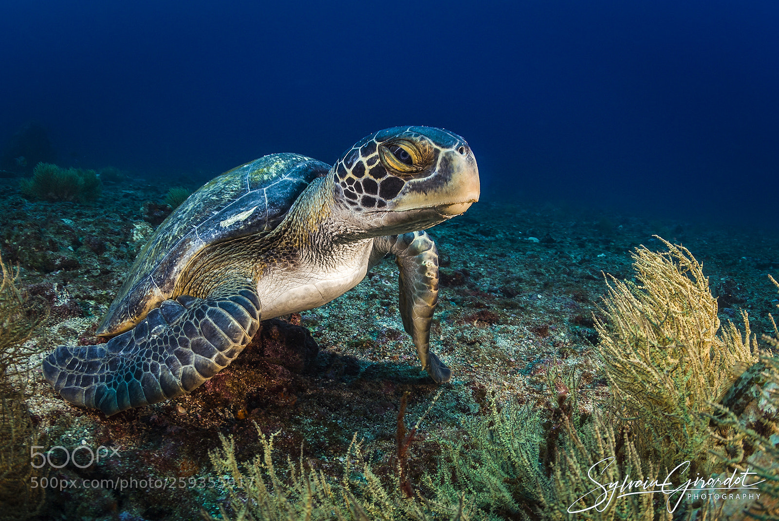 Nikon D200 sample photo. Tortue verte photography