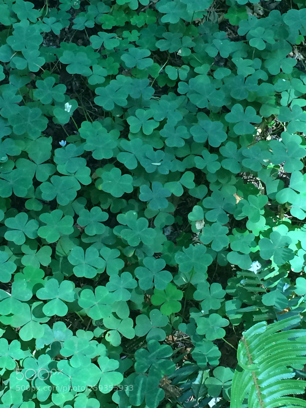 Apple iPhone 5s sample photo. Untitled photography
