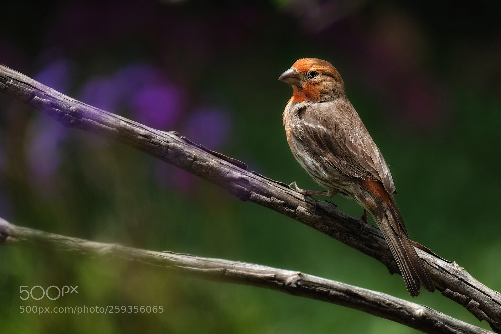Fujifilm X-T20 sample photo. An evening finch  photography