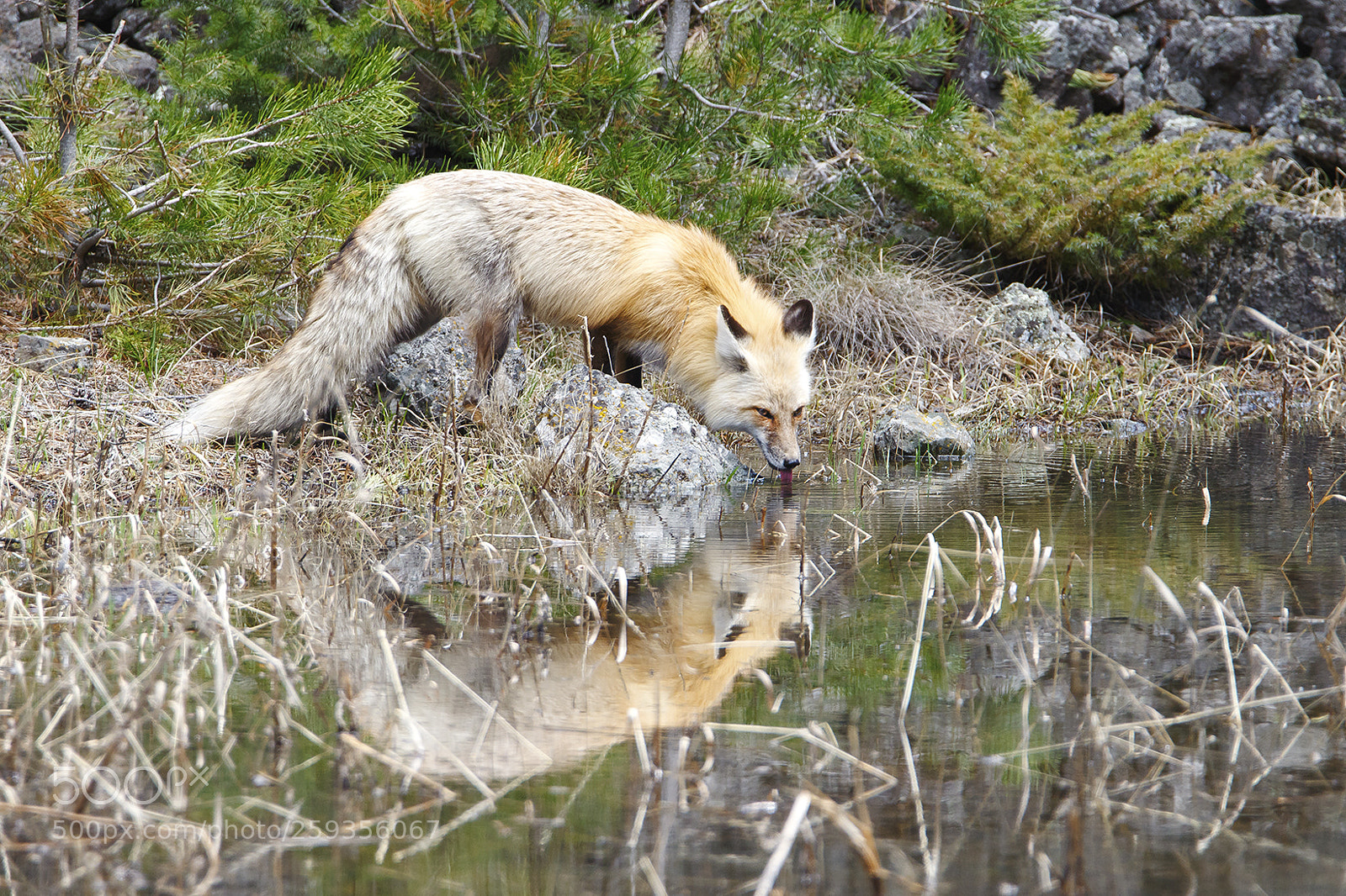 Canon EOS 7D Mark II sample photo. Drinking fox photography