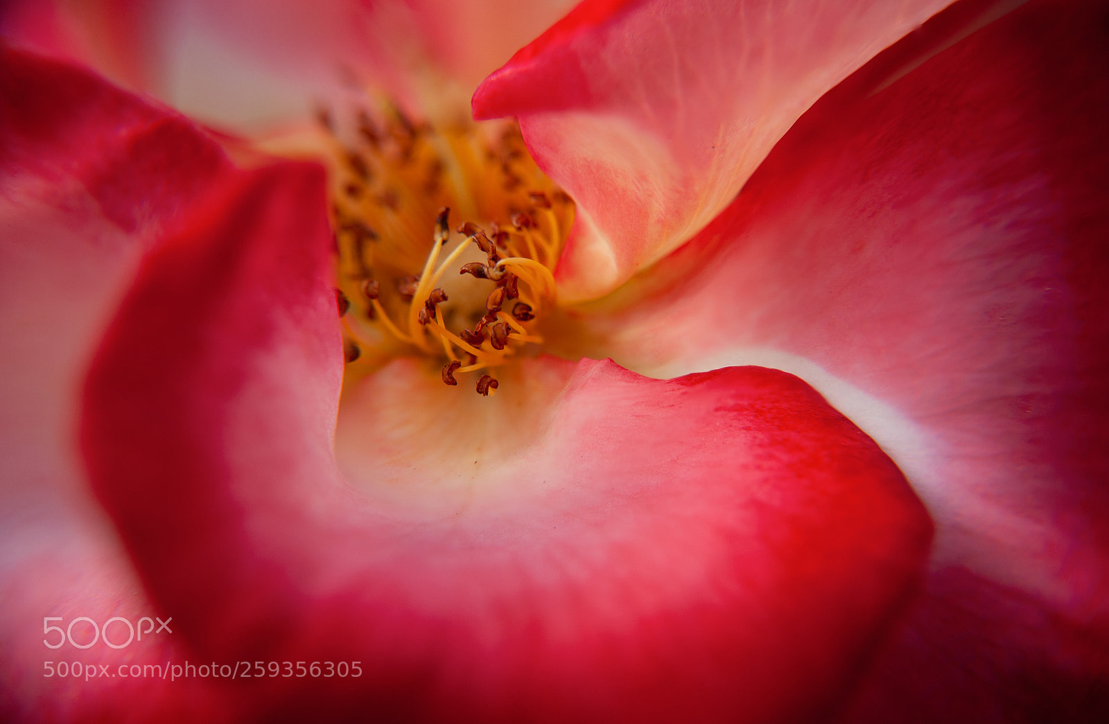 Nikon D40X sample photo. Pollen chute photography