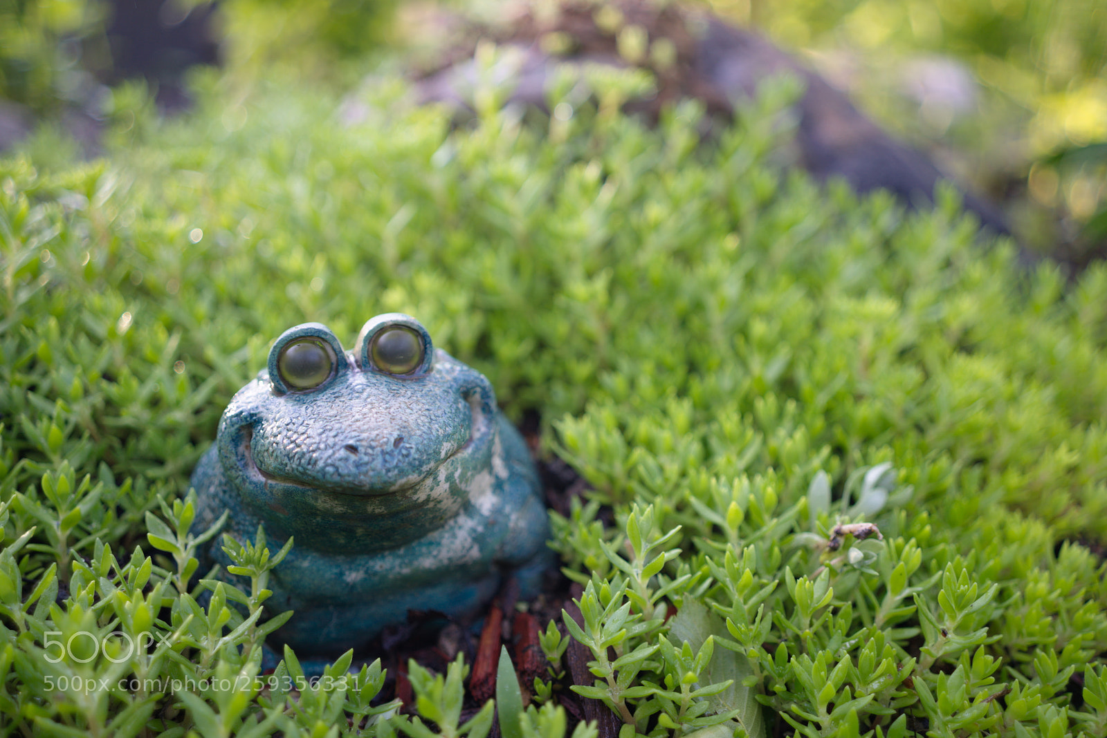 Sony a7 III sample photo. Happy frog photography