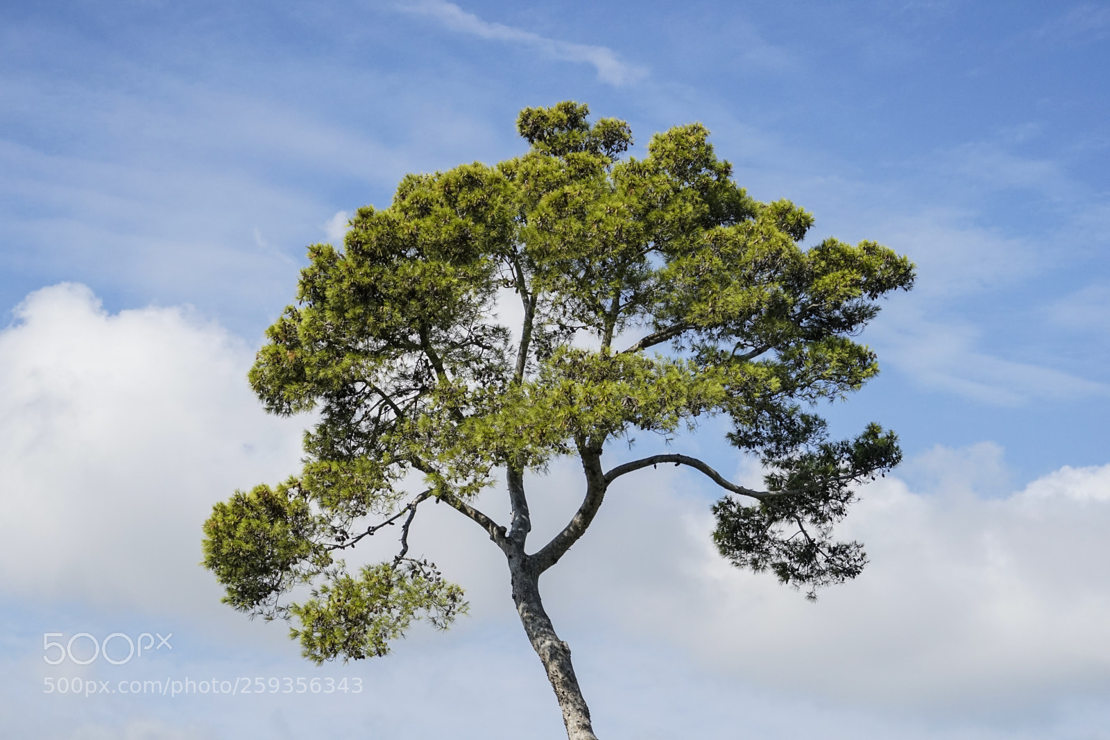 Sony a7 II sample photo. Beautiful tree in mallorca photography