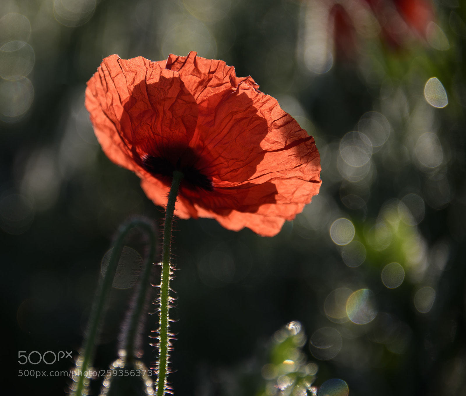 Nikon D810 sample photo. Poppy photography
