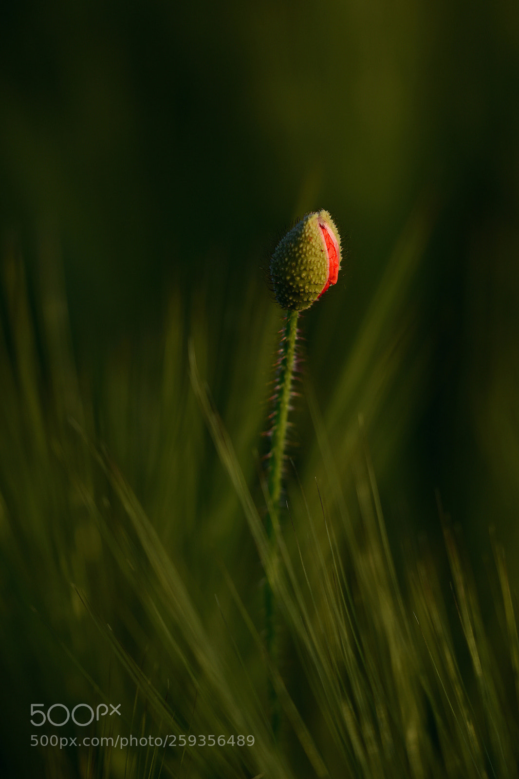 Nikon D5500 sample photo. *one* ? photography