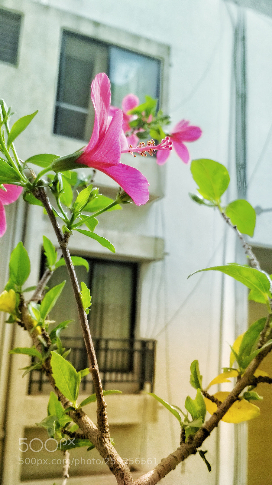 Xiaomi Redmi 4 Pro sample photo. Good morning photography