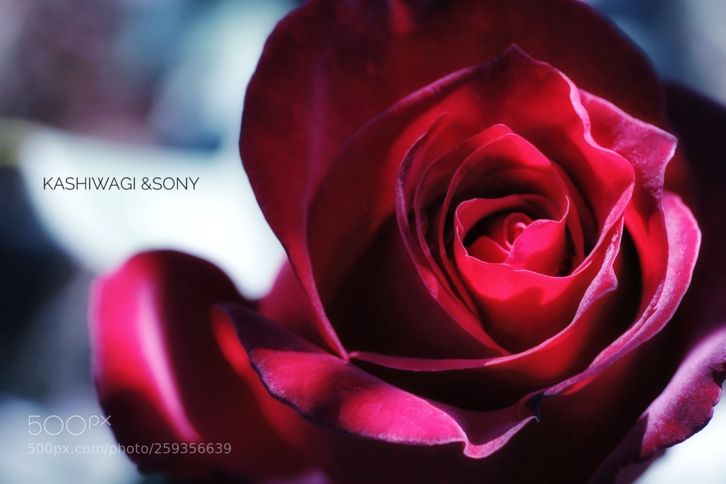 Sony a7 II sample photo. Incell mainau / germany 1959 photography
