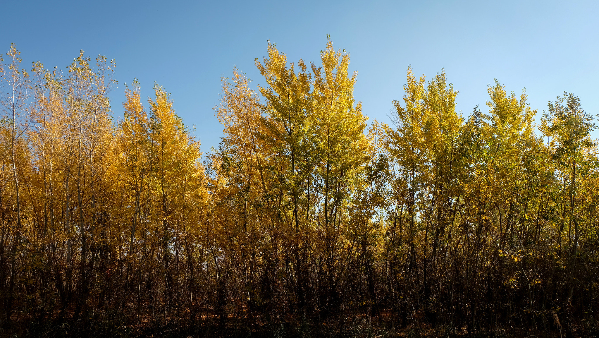Fujifilm X-A1 sample photo. Trees photography