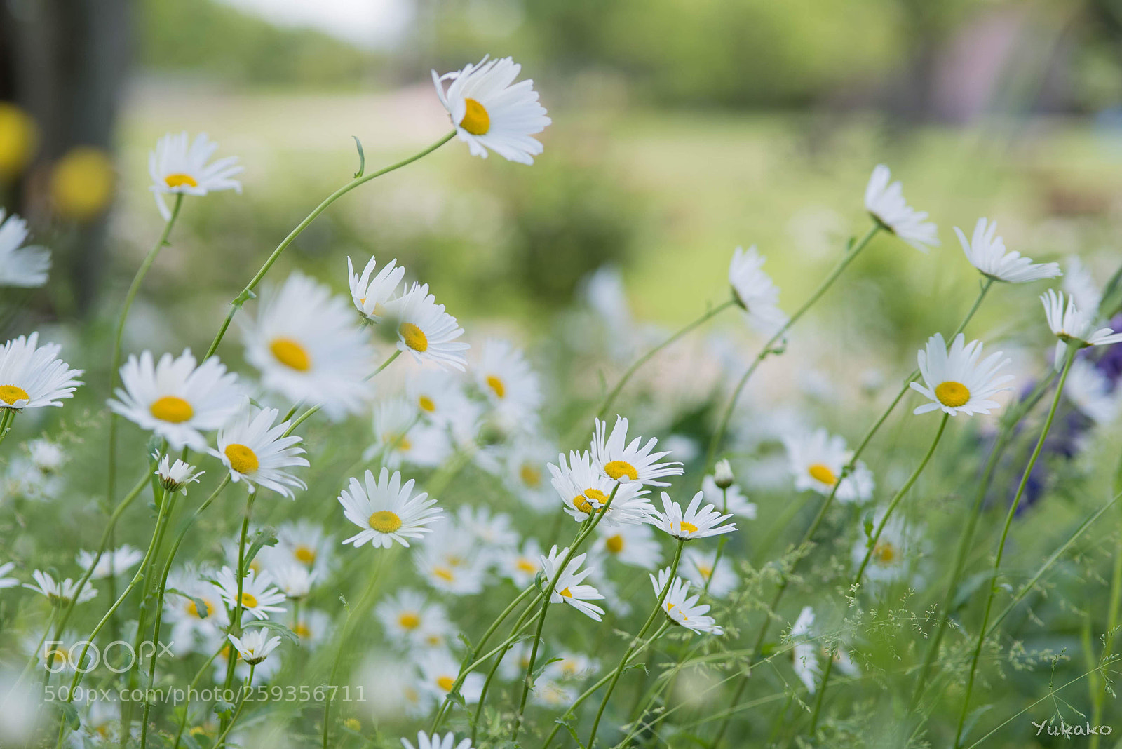 Nikon D750 sample photo. A gently breeze photography