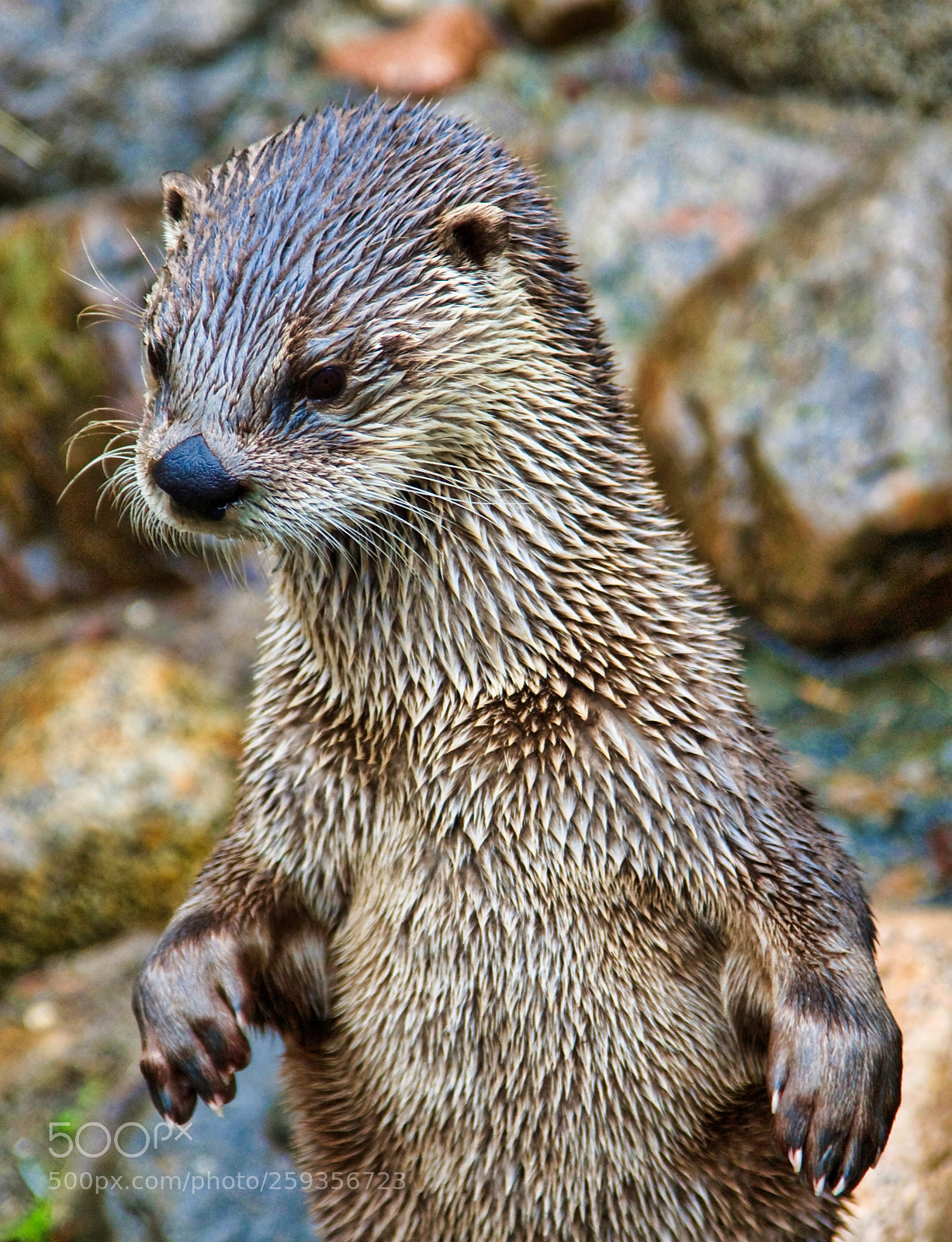 Canon EOS 450D (EOS Rebel XSi / EOS Kiss X2) sample photo. North american otter photography
