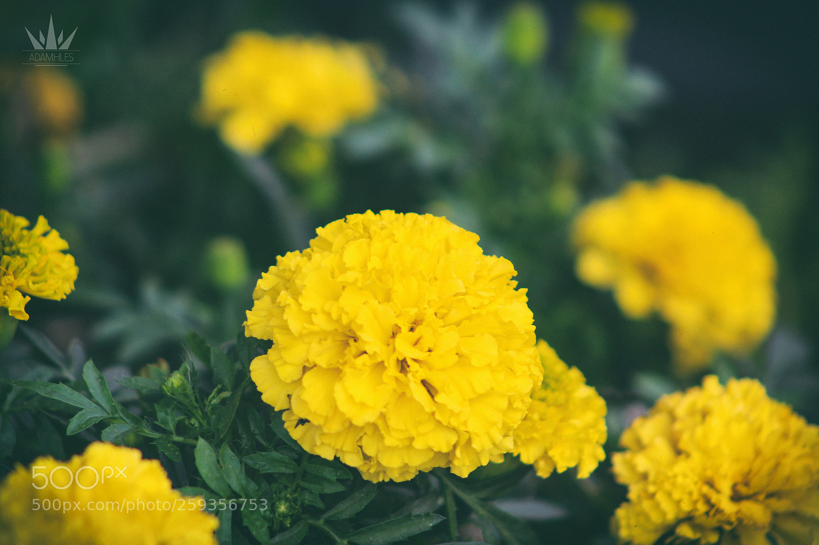 Canon EOS 1300D (EOS Rebel T6 / EOS Kiss X80) sample photo. Nature colors photography