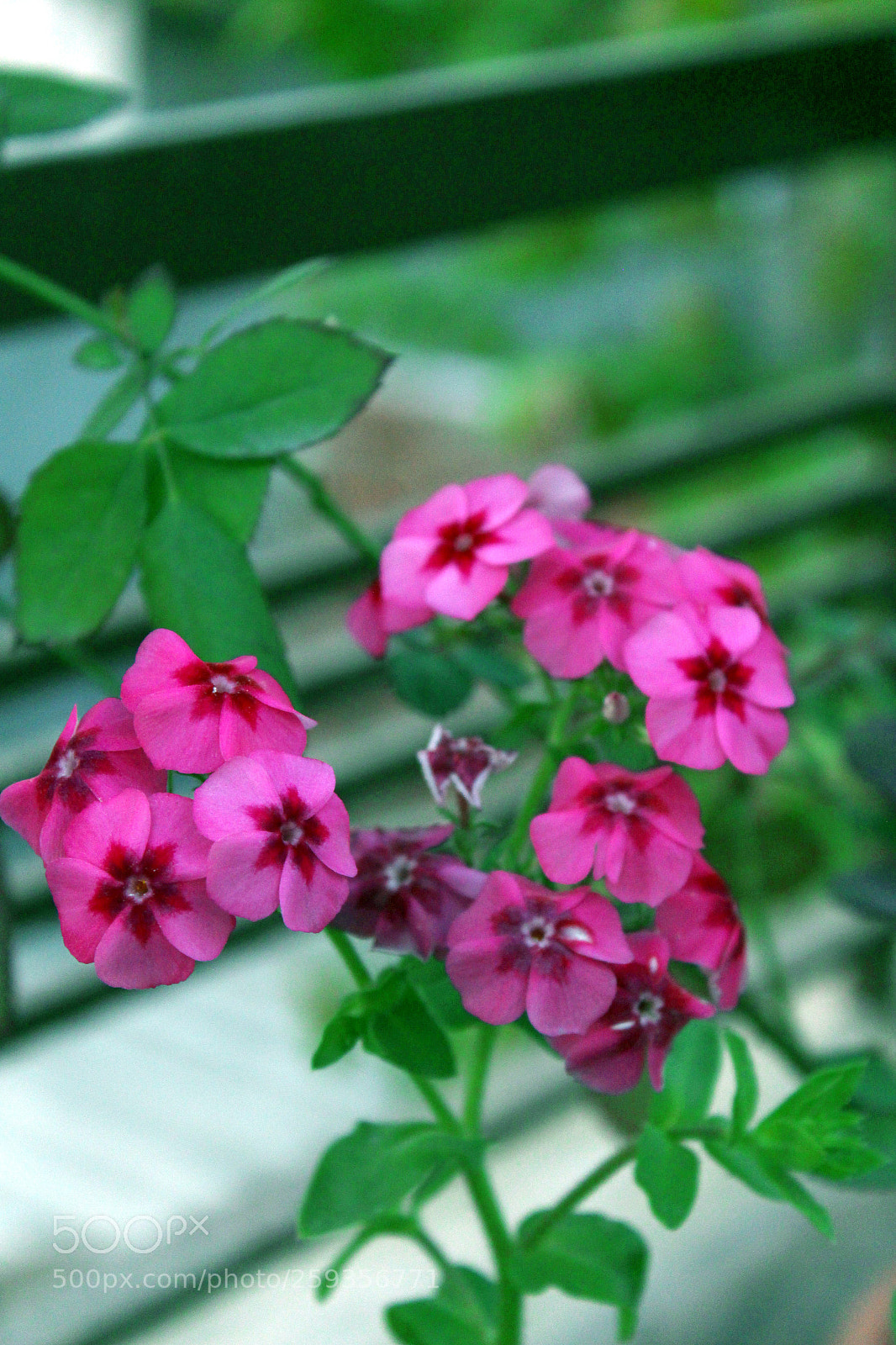 Canon EOS 700D (EOS Rebel T5i / EOS Kiss X7i) sample photo. Flower photography