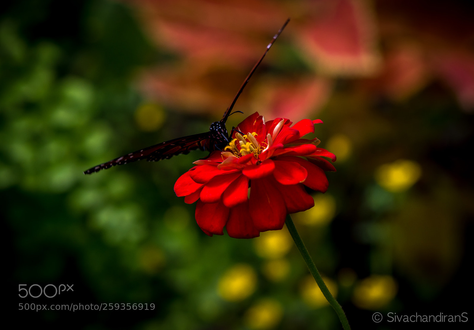 Nikon D5500 sample photo. Flower with butterfly photography