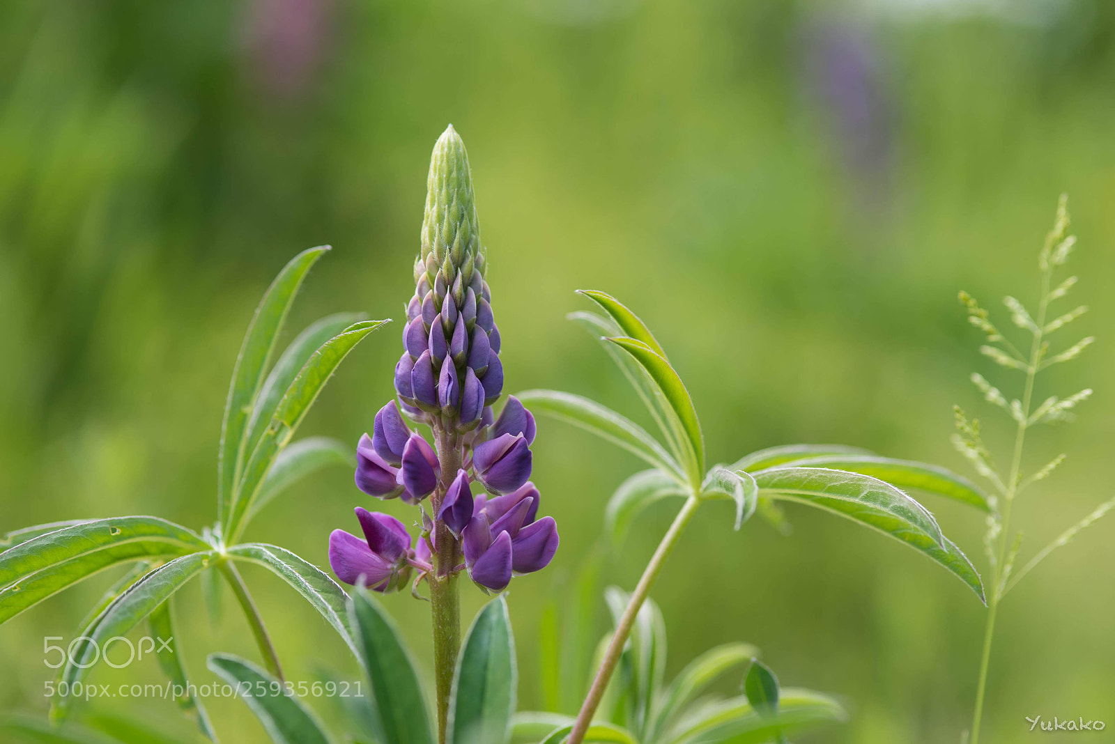 Nikon D750 sample photo. Lupinus photography