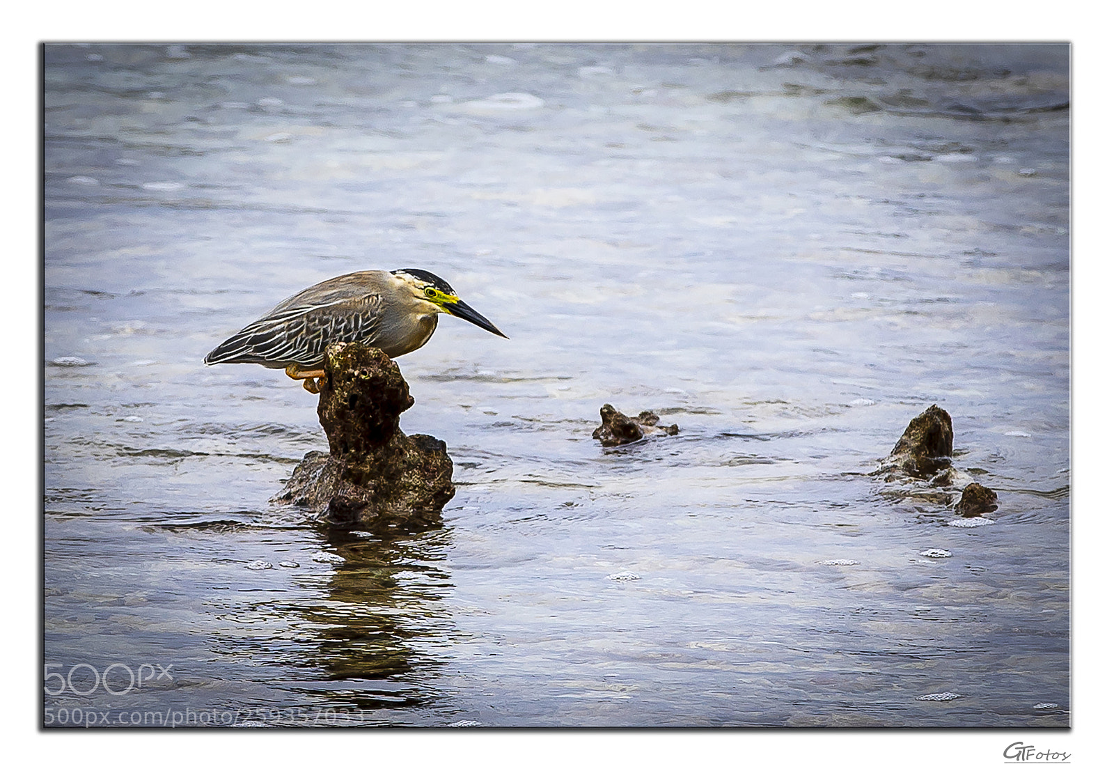 Canon EOS 5D Mark IV sample photo. Reefhunter photography