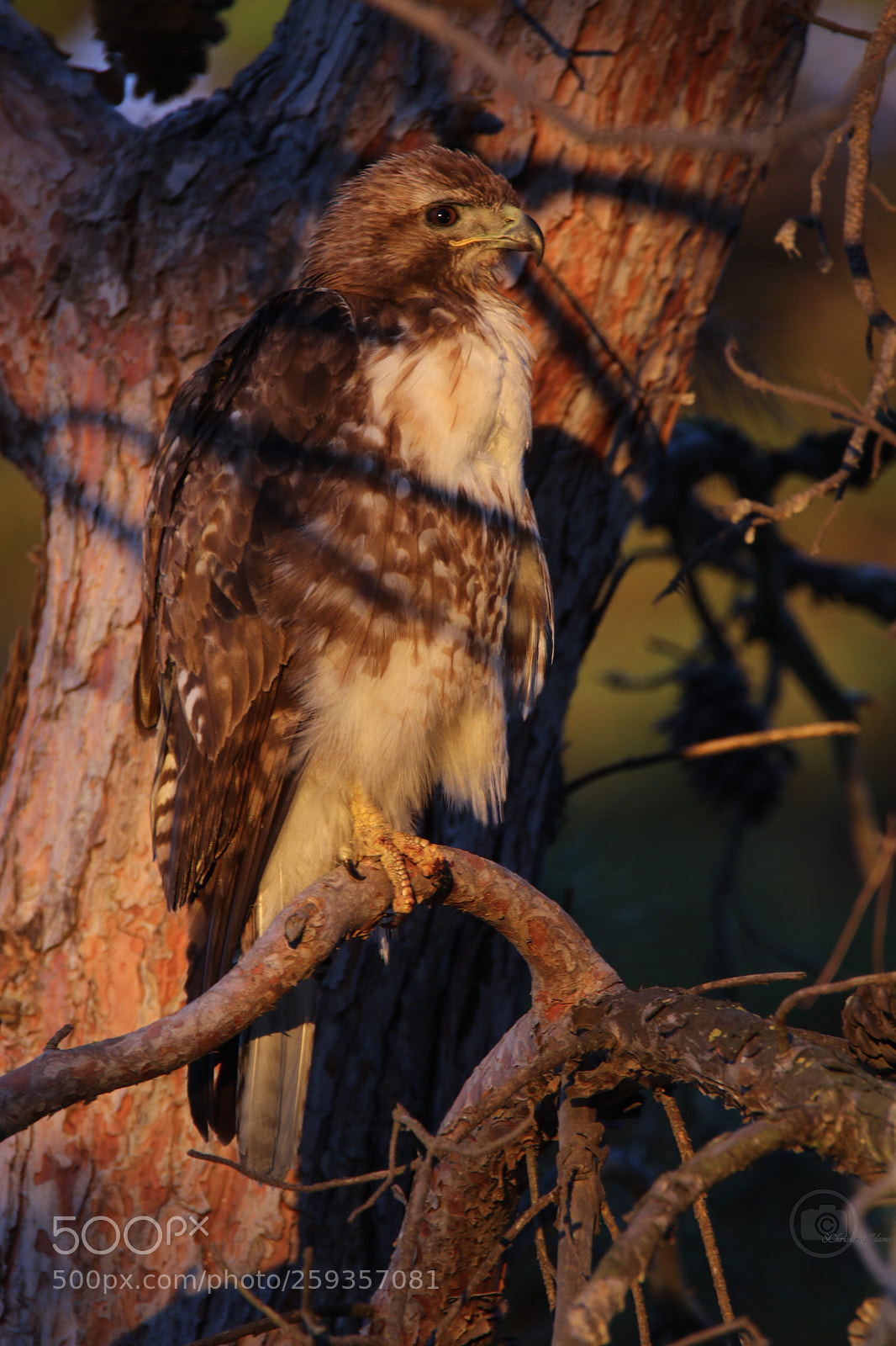 Canon EOS 7D Mark II sample photo. Red tail hawk photography