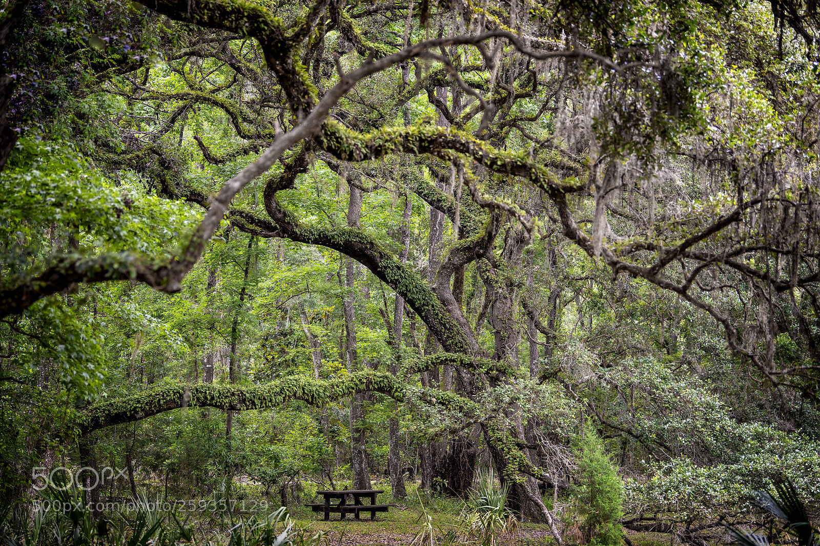 Nikon D850 sample photo. Picnic table photography