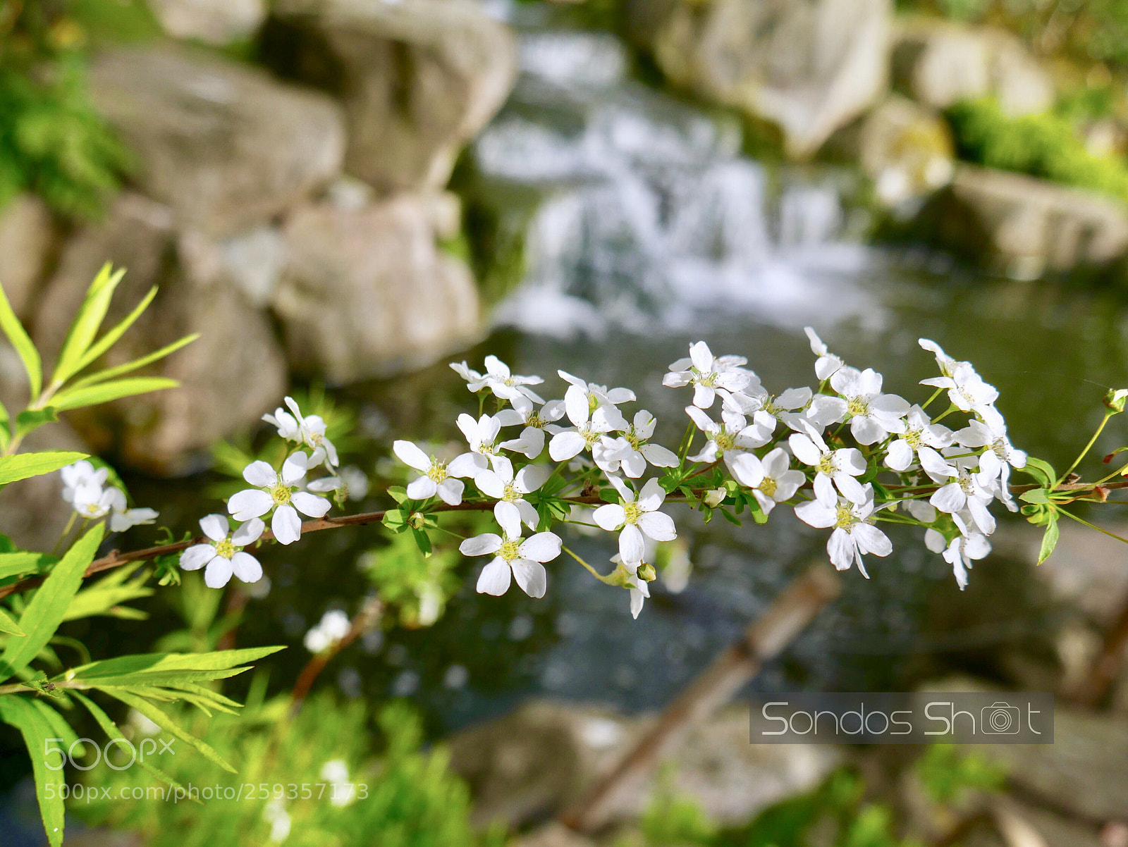 Panasonic Lumix DMC-G7 sample photo. Water.....flowers photography