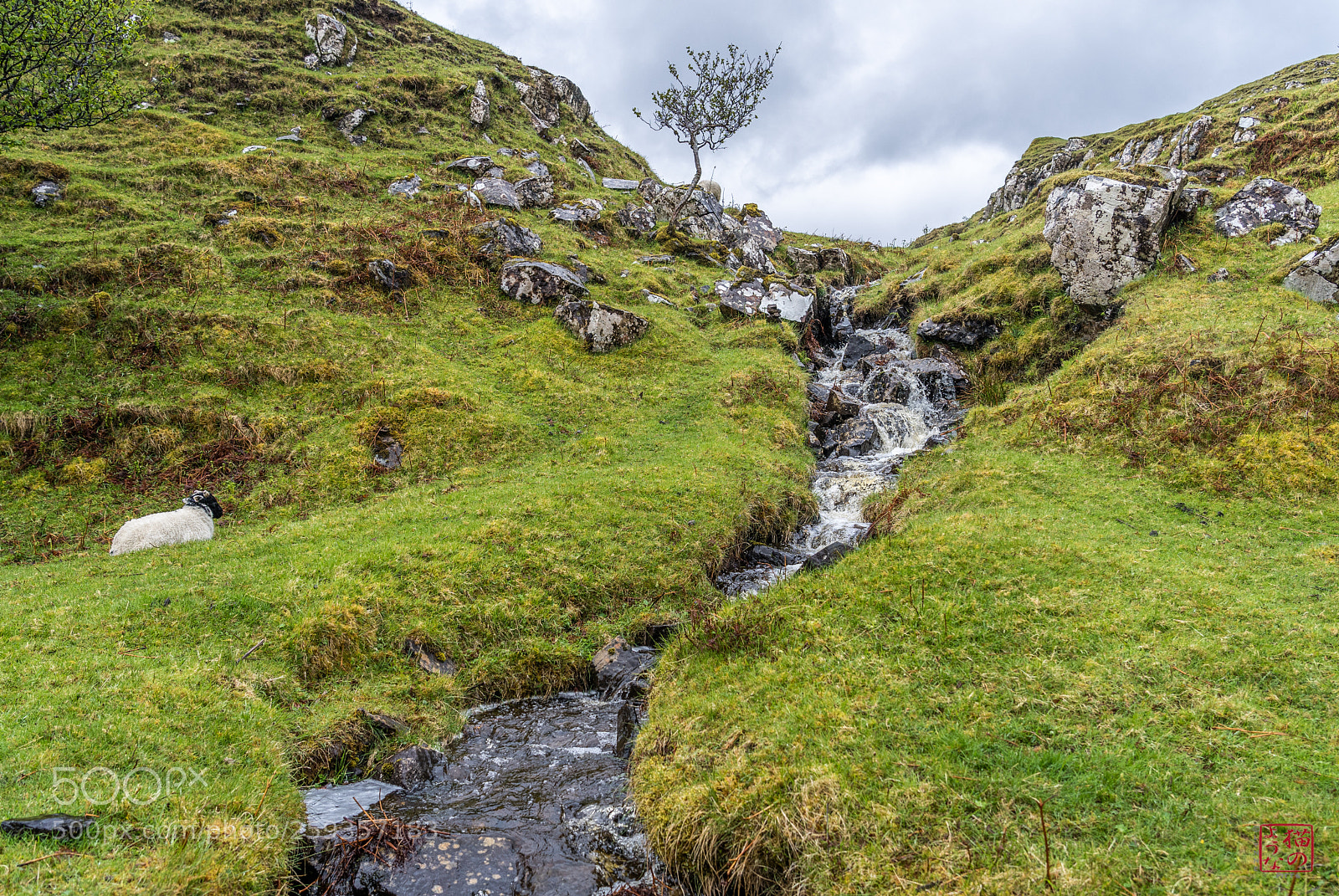 Sony a7 III sample photo. 21-fairy glen and sheep photography