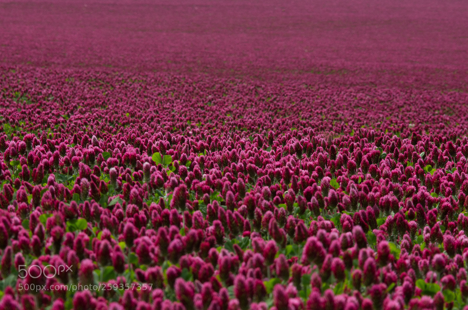 Nikon D7200 sample photo. Pink photography