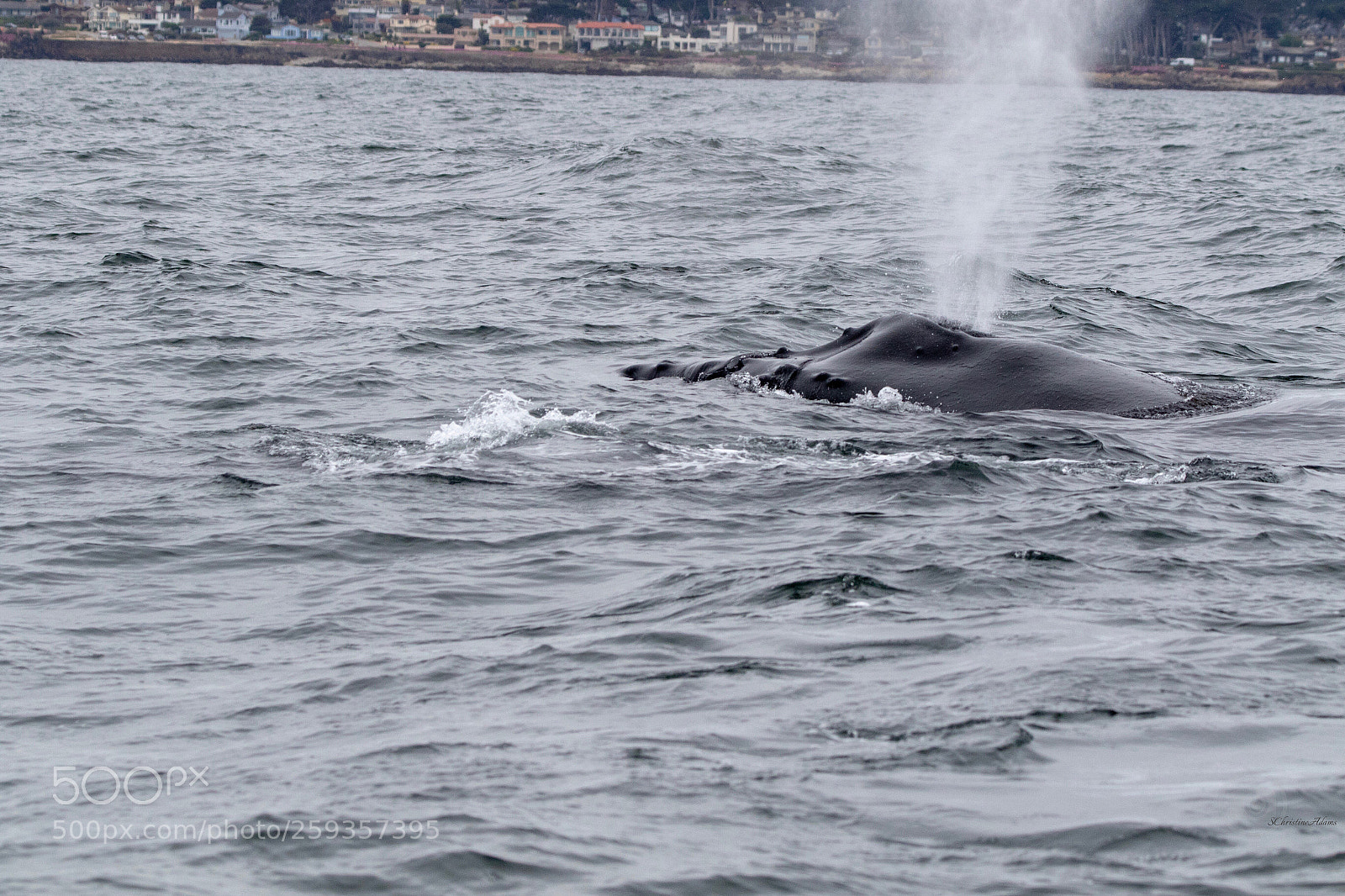 Canon EOS 7D Mark II sample photo. Blowing steam
humpback whale photography