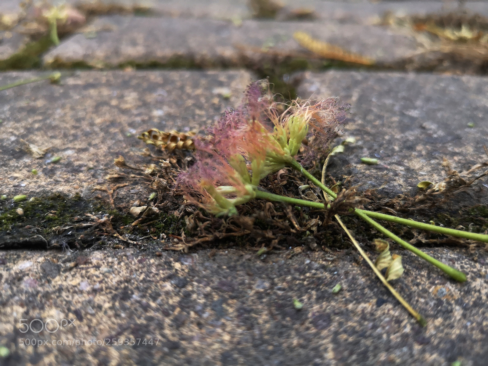 HUAWEI P20 sample photo. Untitled photography