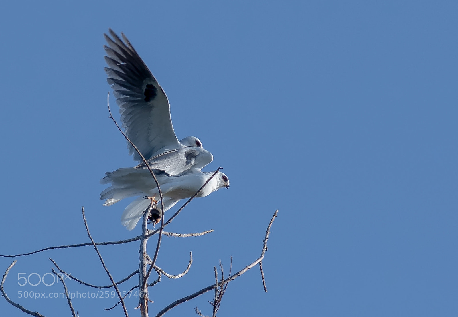 Nikon D5 sample photo. Eat or mate photography