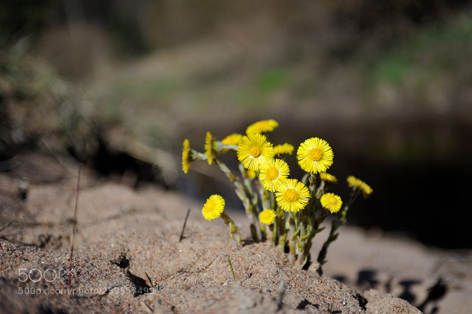 Nikon D700 sample photo. первые цветы... photography