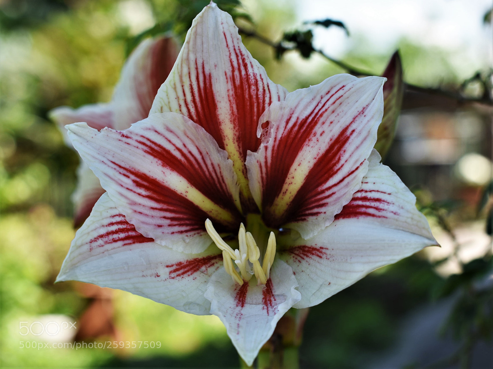 Nikon D750 sample photo. Colours of spring photography