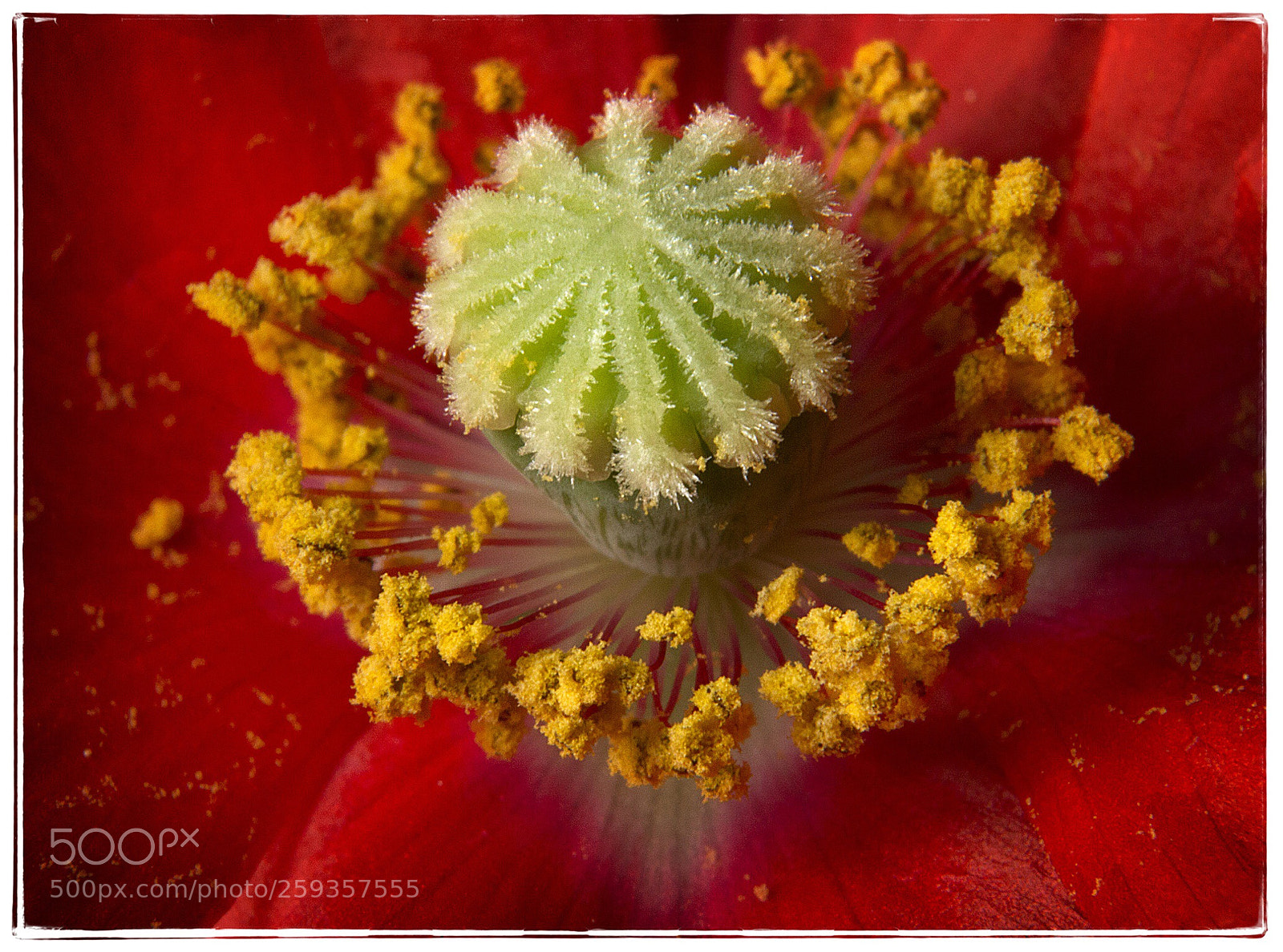 Canon EOS 7D sample photo. Poppy macro, yellow center. photography