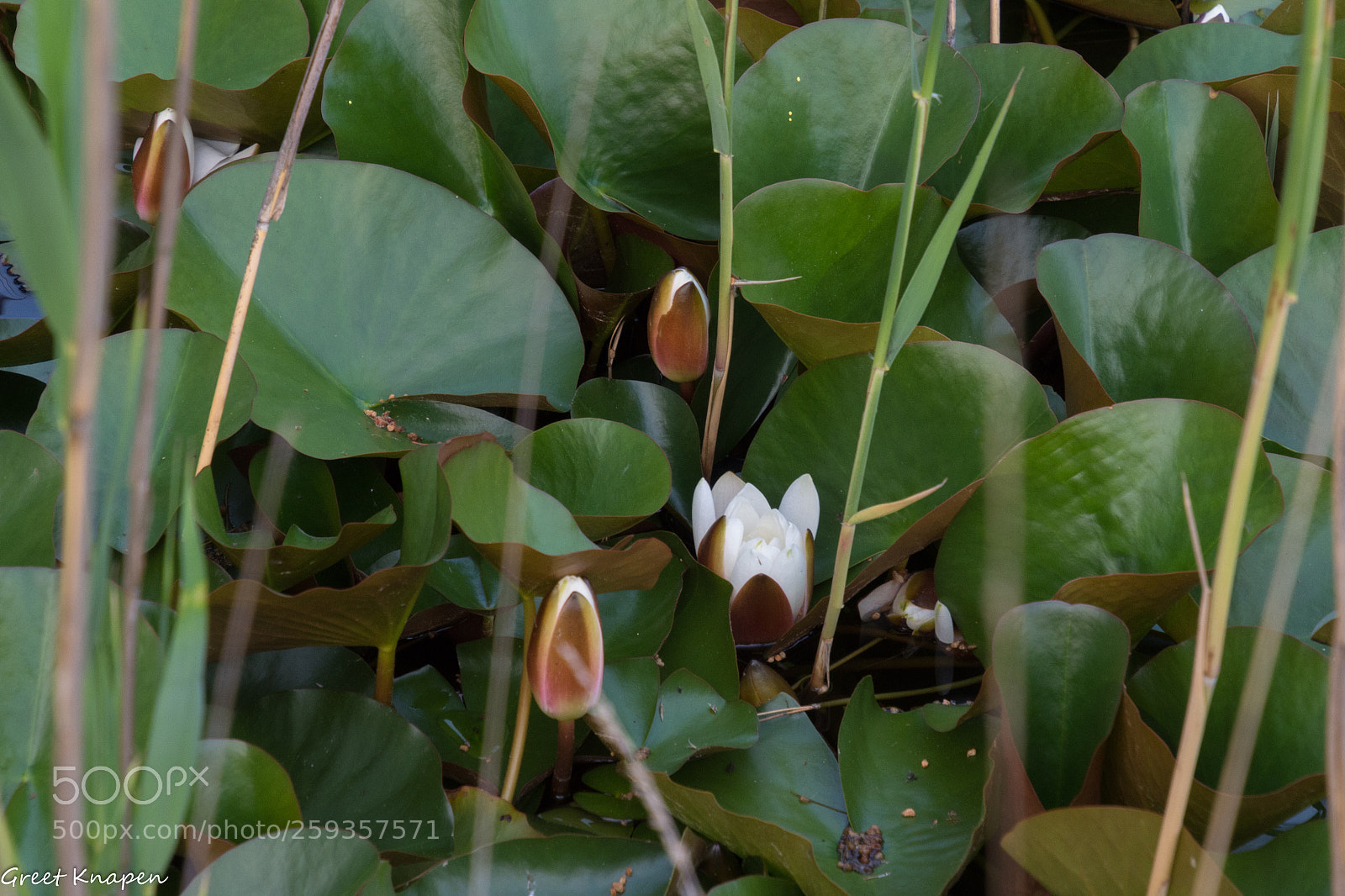 Nikon D7200 sample photo. Water flower power photography