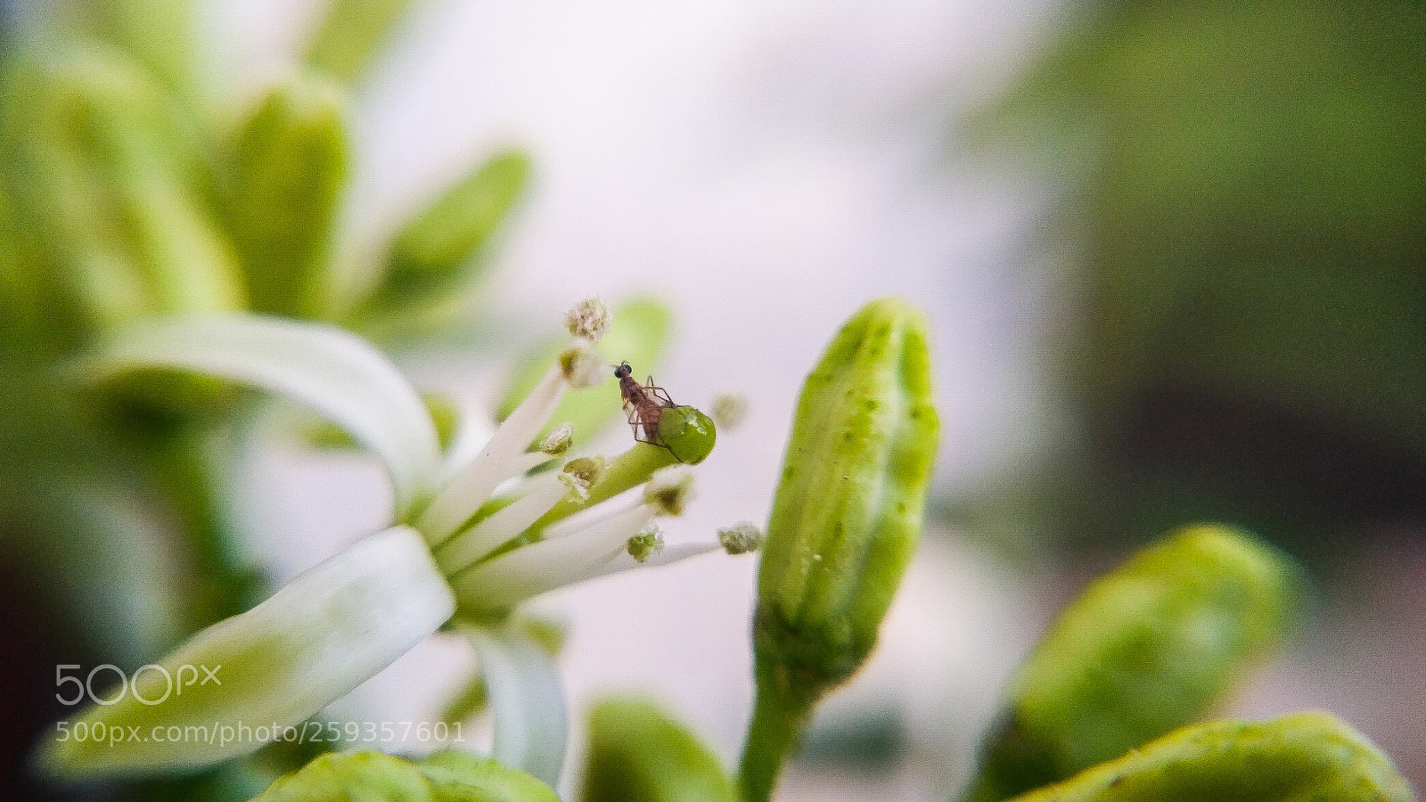 Xiaomi Redmi 3S sample photo. Inscape photography