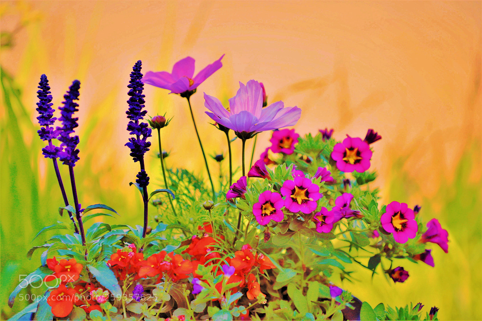 Canon EOS 6D Mark II sample photo. Flowers -- 百花齐放 photography