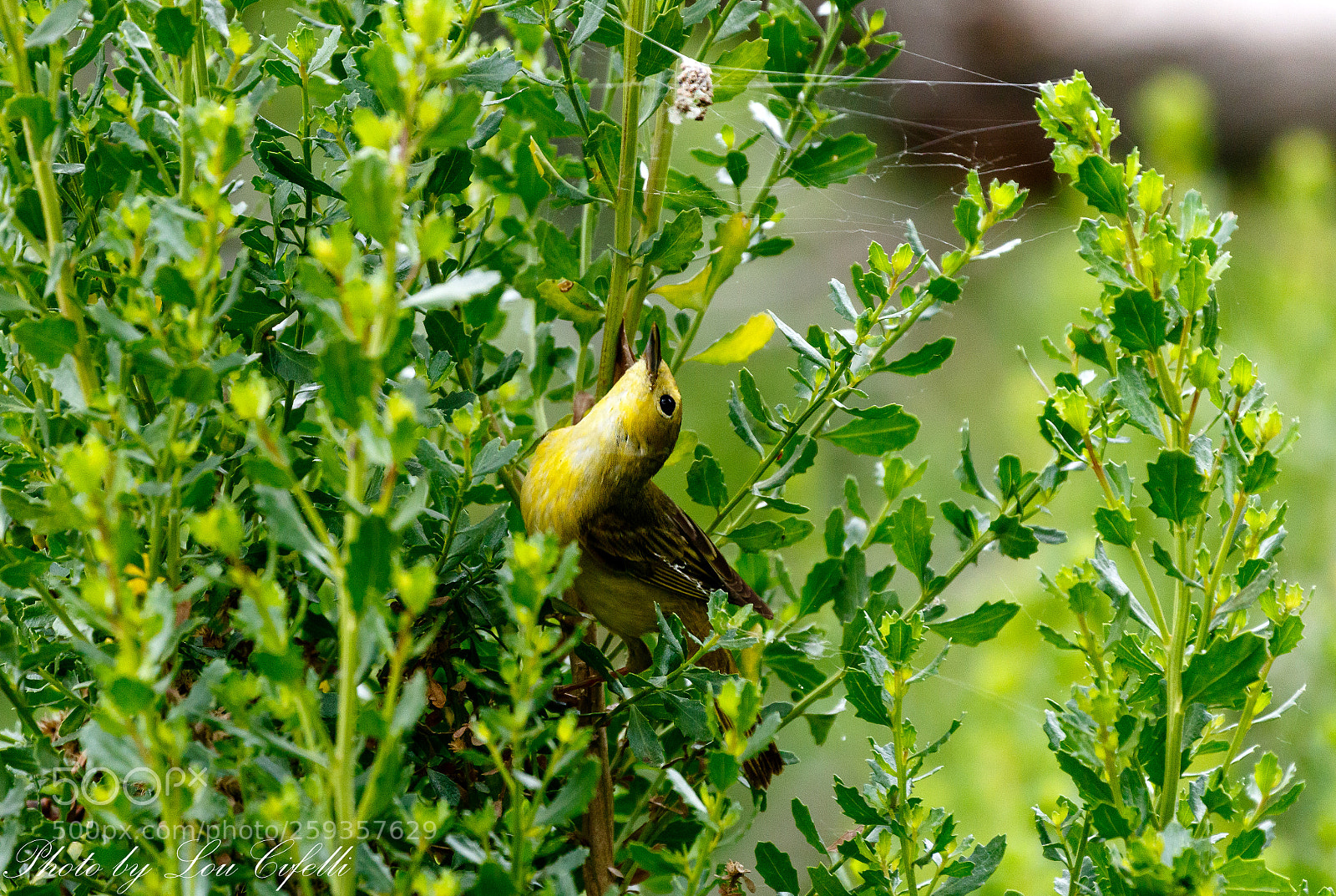 Canon EOS 7D Mark II sample photo. Warbler4031 photography