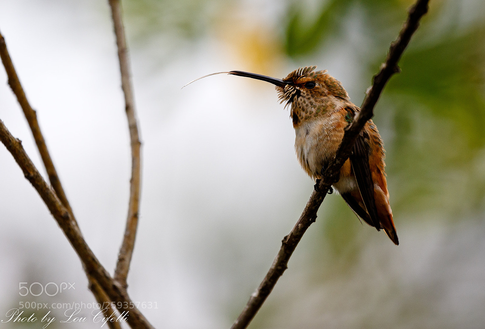 Canon EOS 7D Mark II sample photo. Hummingbird3916 photography