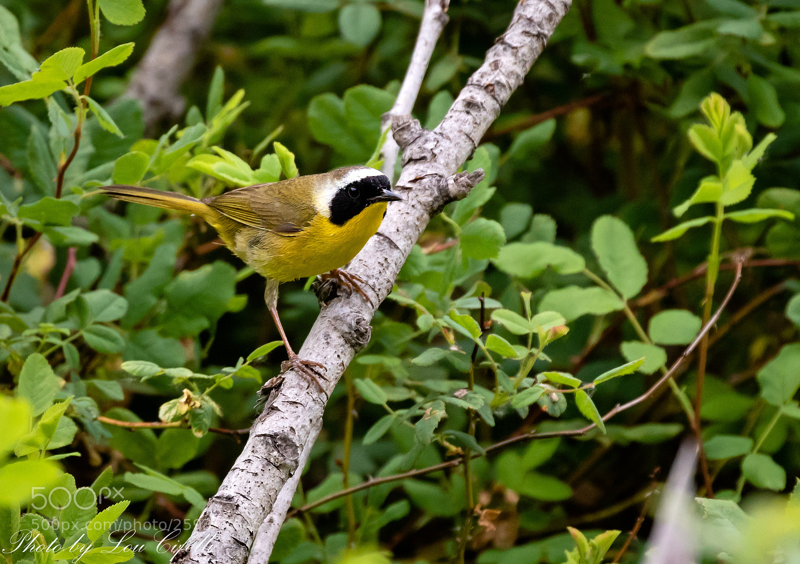 Canon EOS 7D Mark II sample photo. Yellowthroat4052 photography