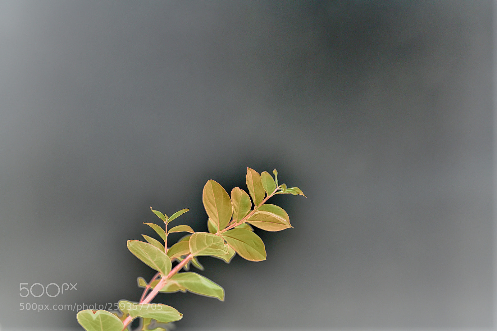 Nikon D850 sample photo. 850_1935_00001.jpg photography